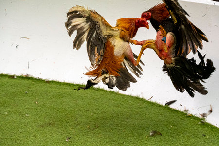 fighting cocks, Majorca, balearic islands, Spainの写真素材