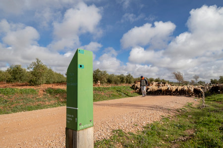 shepherd with his flock, Campo de Criptana, province of Ciudad Real, Castilla-La Mancha, Spainの写真素材