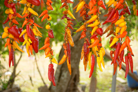 Colorful chili peppers hanging on the tree in a vegetable garden.