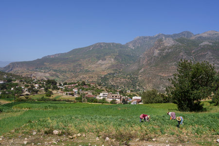 women working the fields, Talassemtane Natural Park, Rif mountains, morocco, africaの写真素材