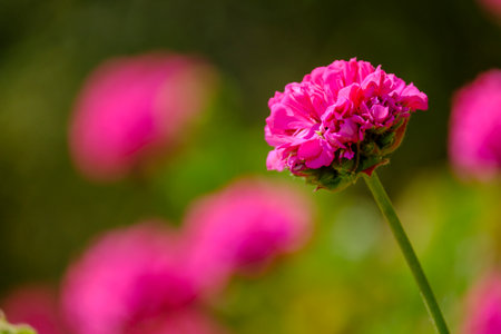 geranium flower, Chefchaouen, morocco, africaの写真素材