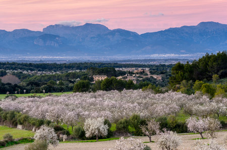 Blooming almond trees, Aubenya estate, Algaida, Majorca. Balearic Islands, Spain, Europeの写真素材