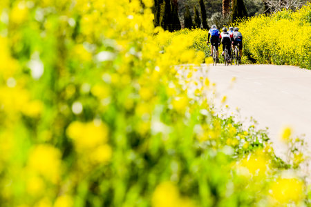 Cyclists between flowers, Petra, Majorca, Balearic Islands, Spain, Europeの写真素材