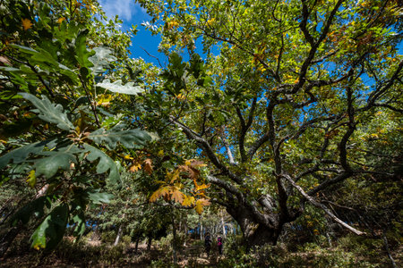 Las Guensas centennial oak, Sierra Norte de Guadalajara Natural Park, Cantalojas, Guadalajara, Spainの写真素材