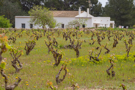 vineyard, Formentera, Pitiusas Islands, Balearic Community, Spain