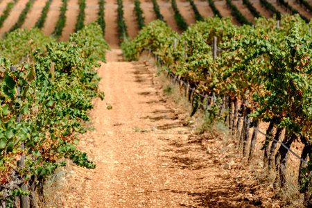 Son Bordils vineyard, Inca, Majorca, Balearic Islands, Spain, Europeの写真素材