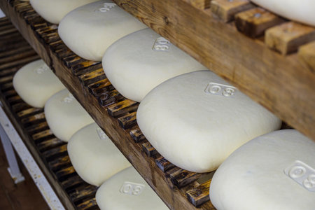 shelves with cheese, Es Tudons cheesemaking, Ciutadella, Menorca, Balearic Islands, Spain