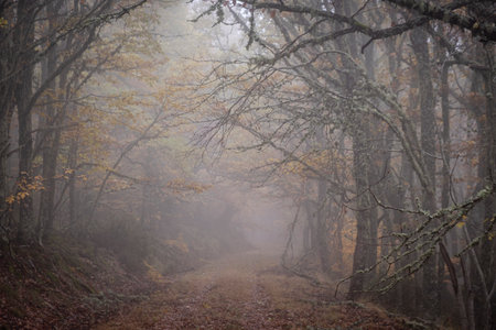 Pardomino Forest, Picos de Europa Regional Park, BoÃ±ar, Castilla-Leon, Spainの写真素材