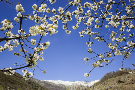 cerezos en flor -Prunus cerasus-, laderas de Piornal, valle del Jerte, CÃ¡ceres, Extremadura, Spain, europaの写真素材