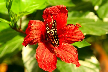 butterfly on the red flowerの写真素材