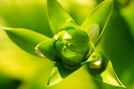 new life. の写真素材