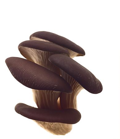 oyster mushroom on white backgroundの写真素材
