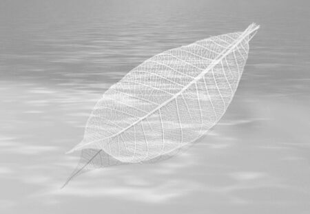 Fallen Leaf on the water. Abstract backgroundの写真素材
