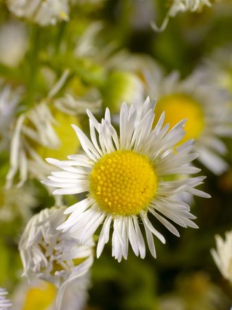 camomile flowers still-life. nature background