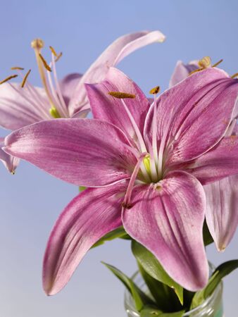 beautiful lily in glass mug still-lifeの写真素材