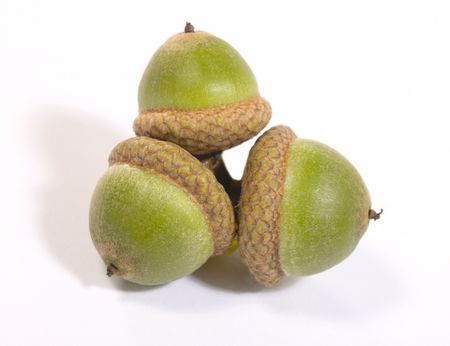 Three acorns from oak with shadow. Is not isolated imageの写真素材