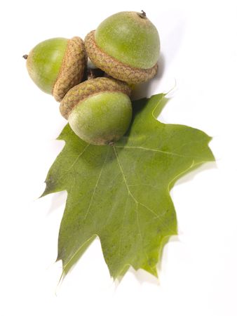 Three acorns from oak on the leaf with shadowの写真素材