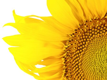 Beauty sunflower over white backgroundの写真素材