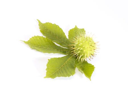 Ripe green chestnut on over the leaf. Is not isolated imageの写真素材