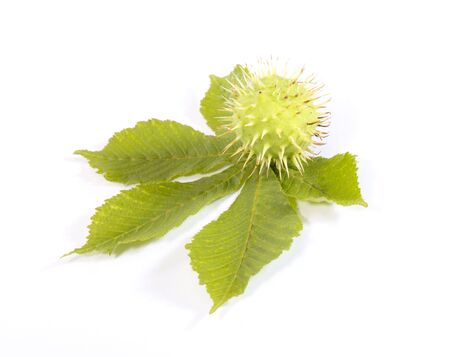 Ripe green chestnut on over the leaf. Is not isolated imageの写真素材
