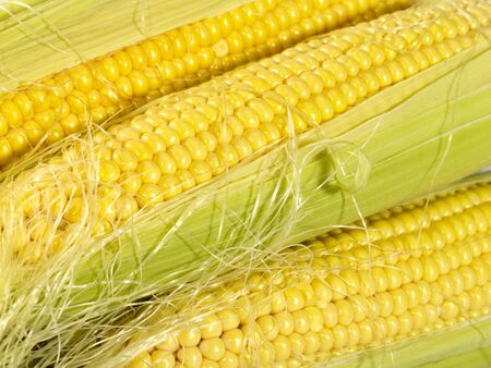 fresh taste corn as food background. not isolatedの写真素材