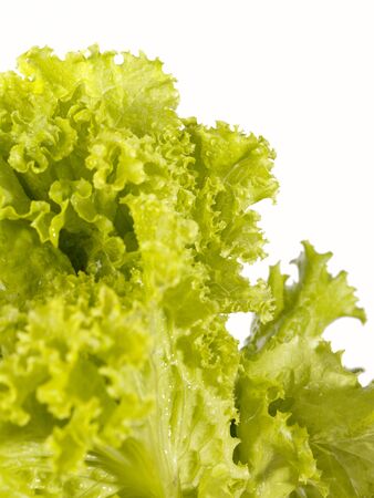 Fresh raw lettuce with water drops. This image is not isolated - just shoted over white backgroundの写真素材