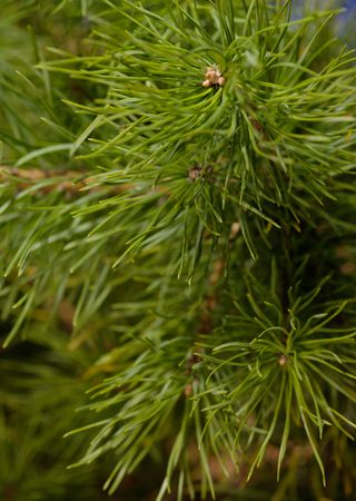 Fir tree nature backgroundの写真素材