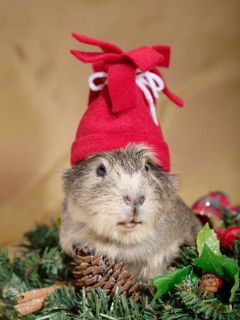 Funny Cavia on the christmas garland as Santa or dwarfの写真素材