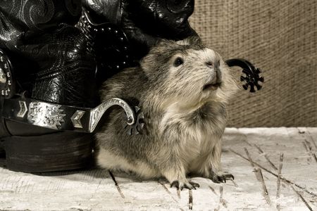 Shaggy guard. Western still lifeの写真素材
