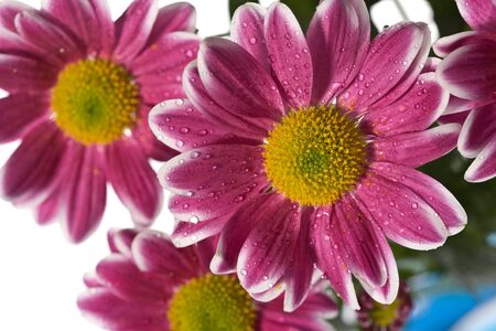 Chrysanthemum flower  with water droplets, abstract backgroundsの写真素材