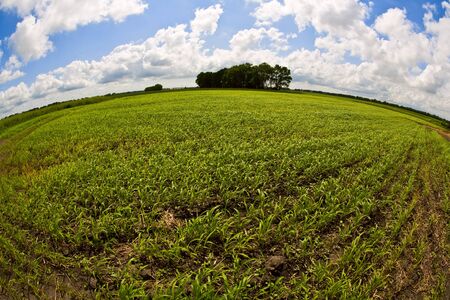 green field under the daylight. country landscapeの写真素材