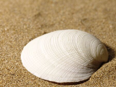 Sea still life over sand. Shellfish and starfishの写真素材