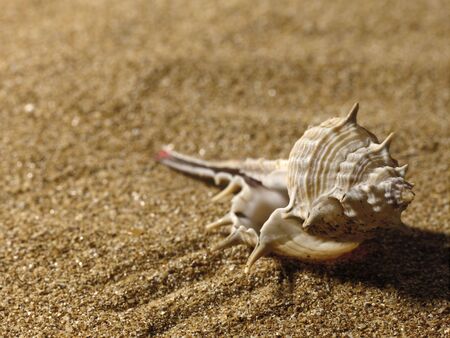 Sea still life over sand. Shellfish and starfishの写真素材