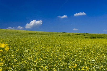Oil seed rape field under the summer skyの写真素材