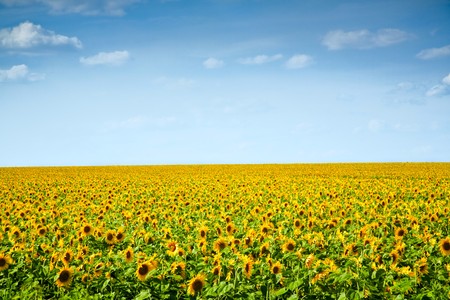 sunflowers field under the blue skyの写真素材