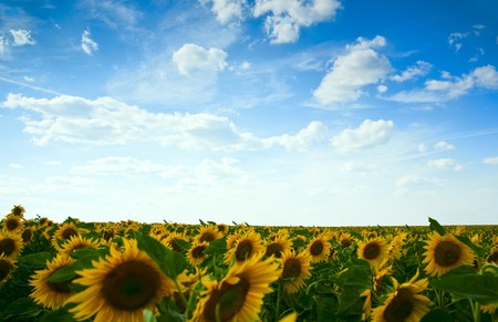 sunflowers field under the blue skyの写真素材
