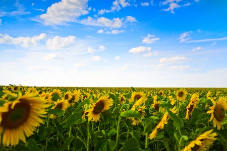 sunflowers field under the blue skyの写真素材