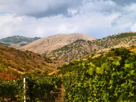 vinery paradise at the mountainesの写真素材
