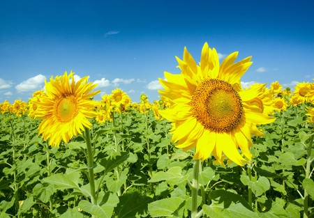sunflowers under the blue sky. beautiful rural sceneの写真素材
