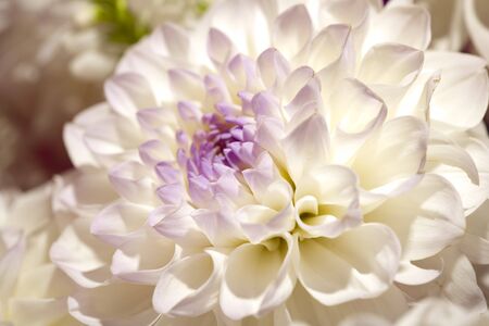 Beautiful dahlia petals as pattern or natural backgroundの写真素材