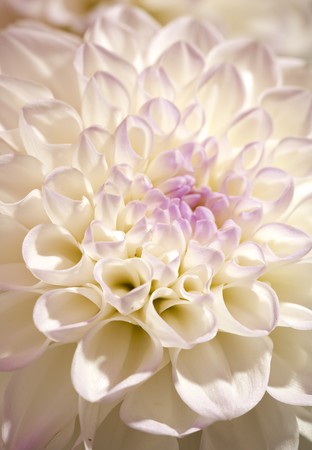 Beautiful dahlia petals as pattern or natural backgroundの写真素材