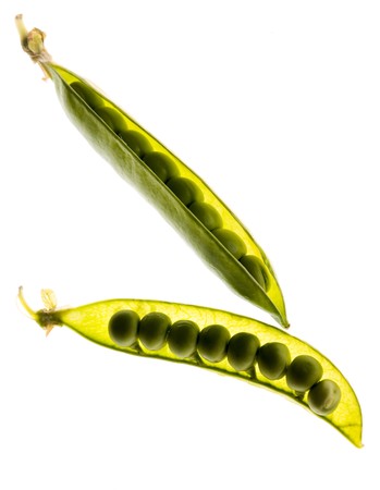 two opened pea pod over white backgroundの写真素材