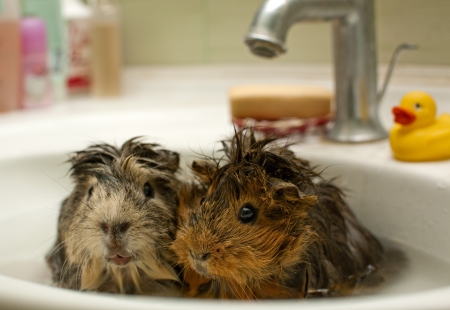 funny animals in the poolの写真素材