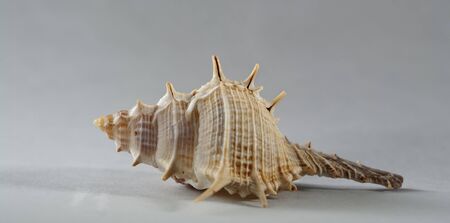 sea shell over grey background still life. is not isolatedの写真素材