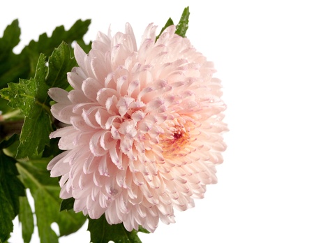 Pink and white chrysanthemum closeup photoの写真素材