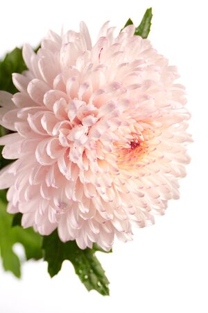 Pink and white chrysanthemum closeup photoの写真素材