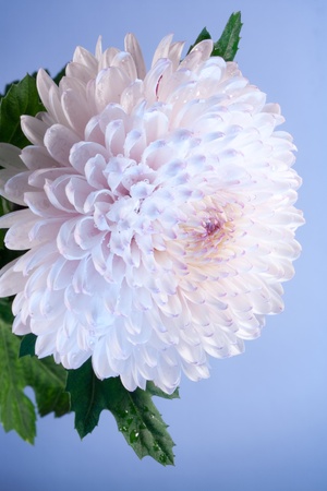 Pink and white chrysanthemum closeup photoの写真素材