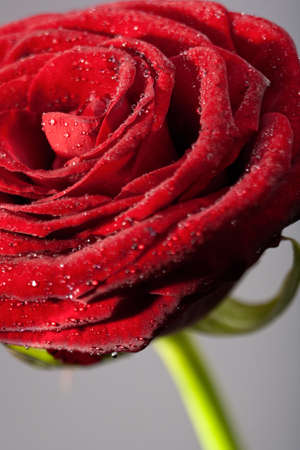 red rose petals, closeup Photo with water dropsの写真素材