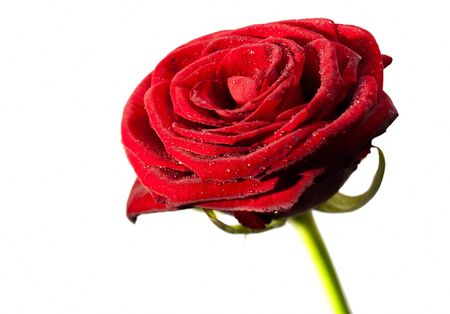red rose petals over white, closeup Photo with water dropsの写真素材