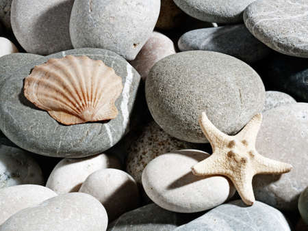 heap of pebbles backgrounds with starfish and shellの写真素材